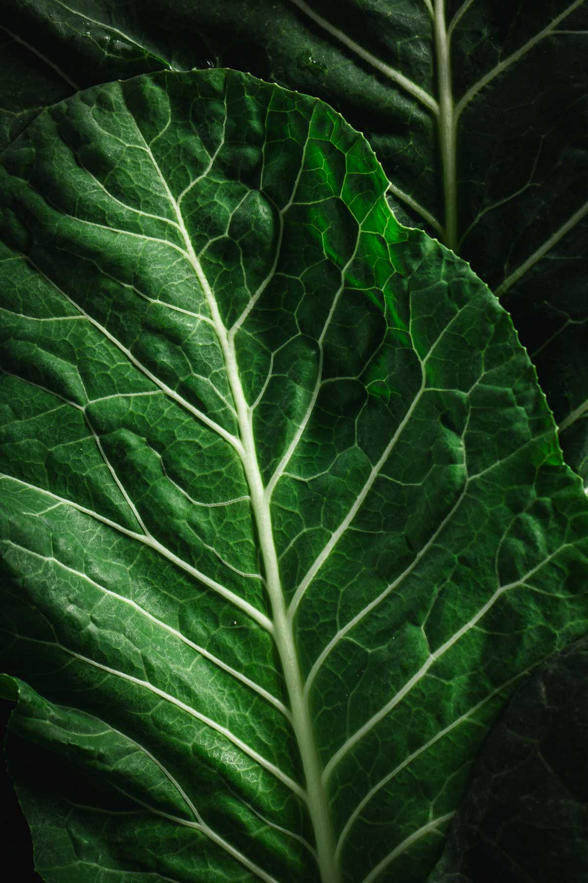 collard greens, close up