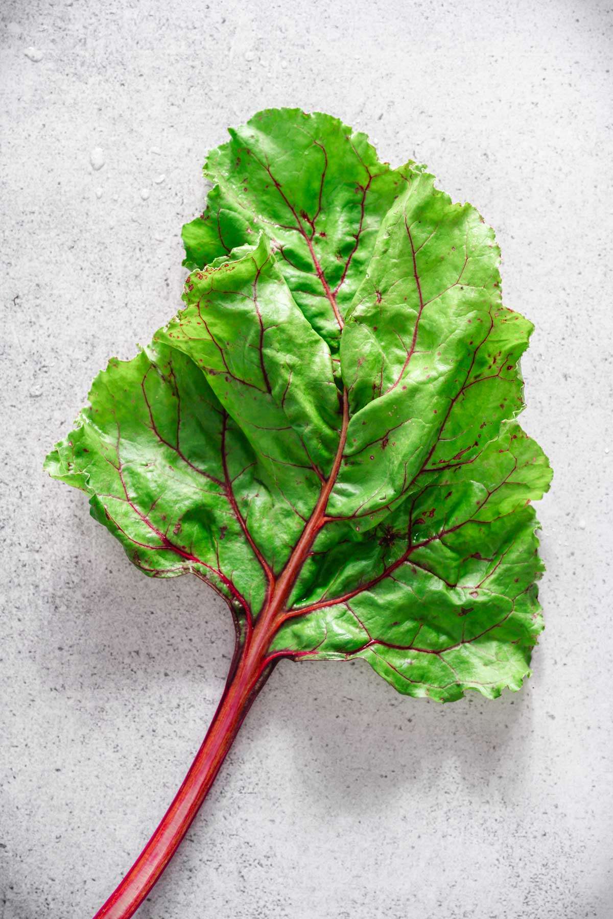 photo of beet leaf, close up