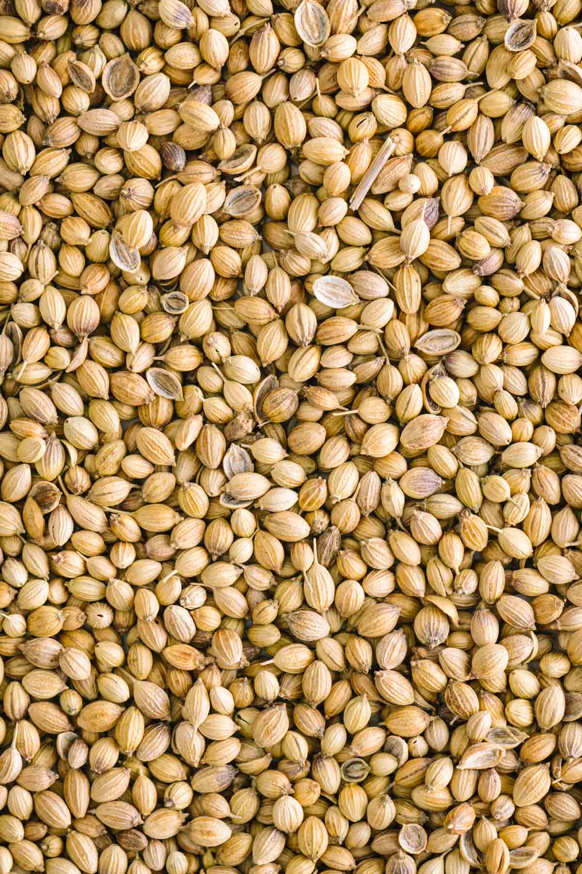 coriander seeds close up