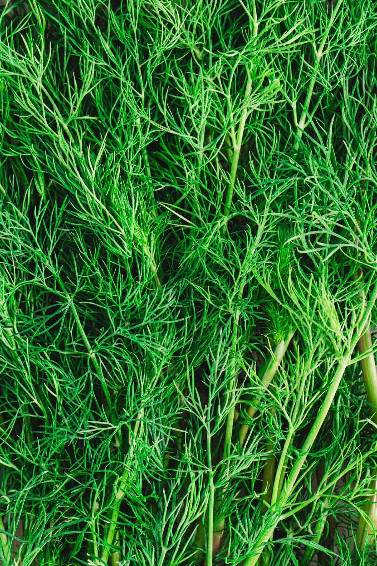 fresh dill close up