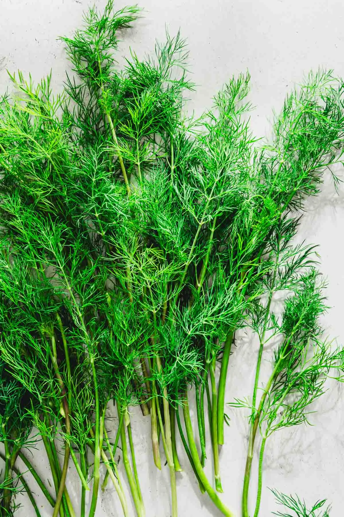 fresh dill weed
