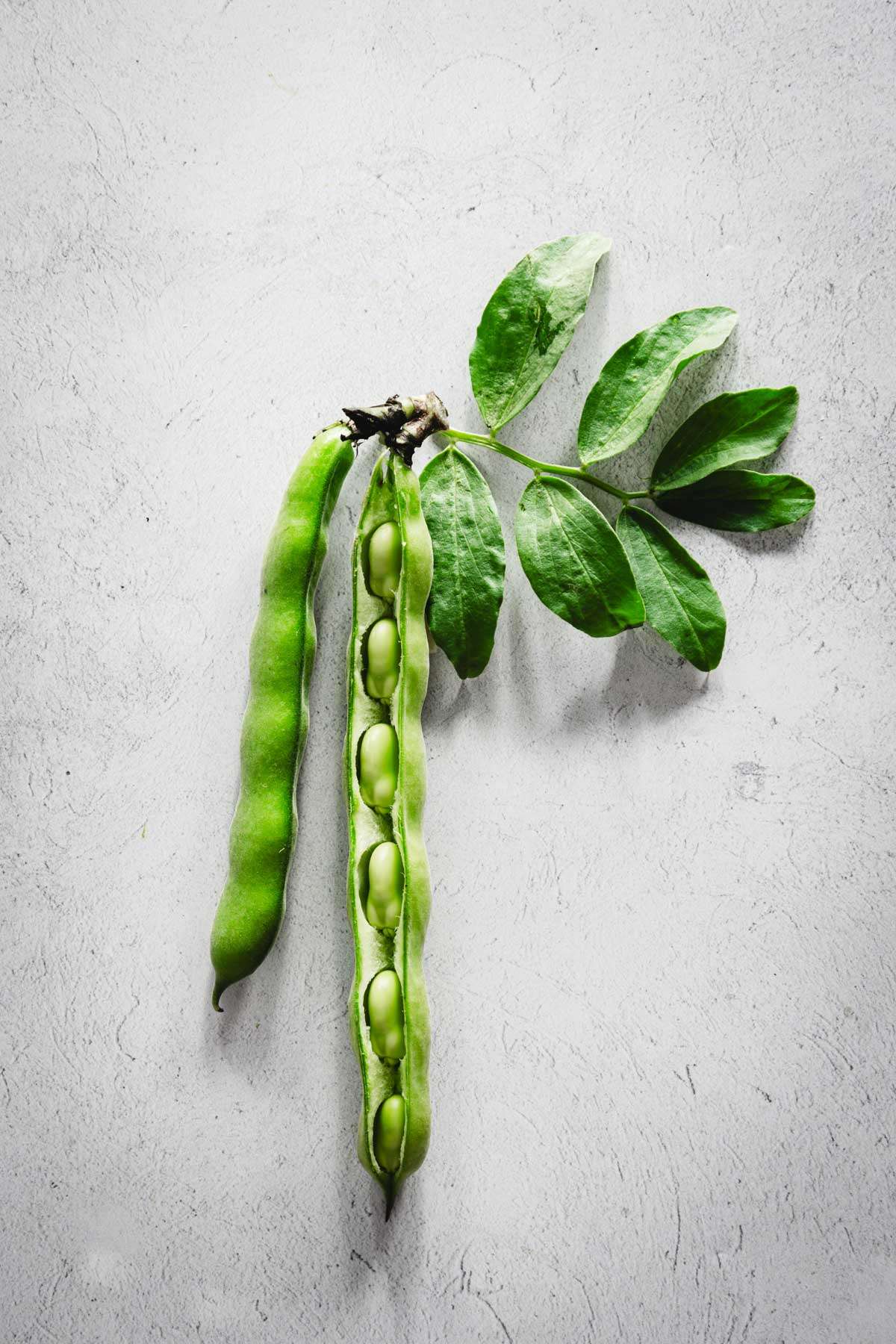 fava bean pods, one open showing fava beans