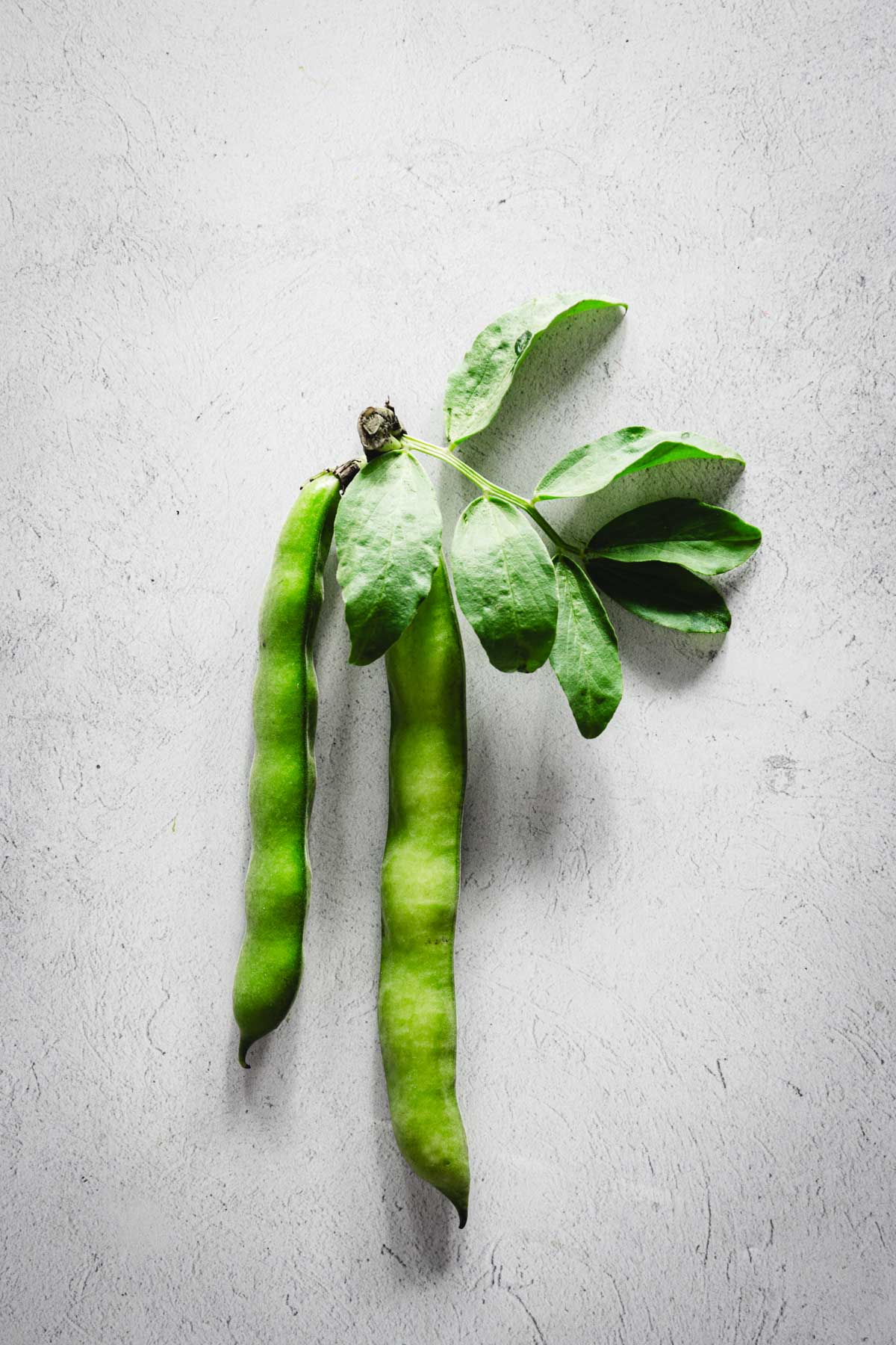 fava bean pods