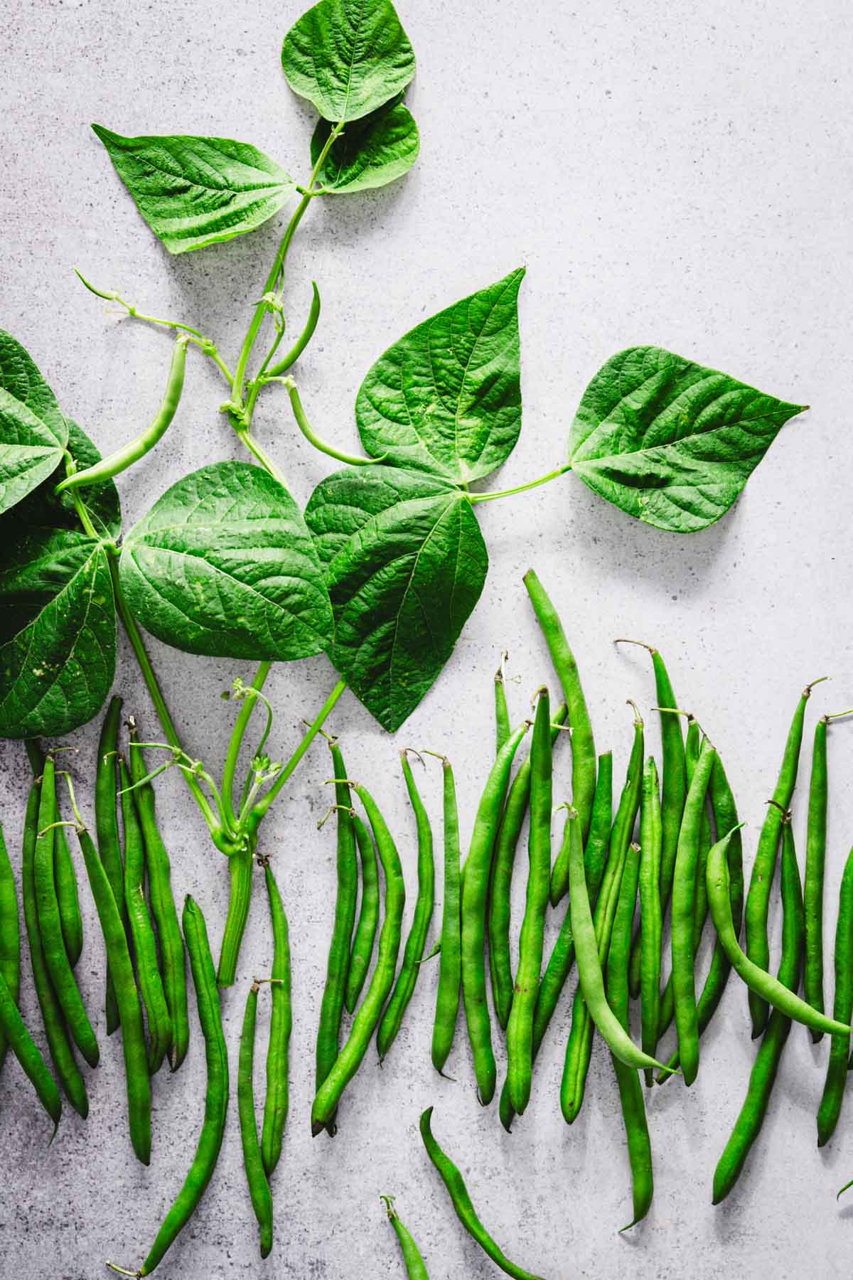 green beans arranged along with the plant