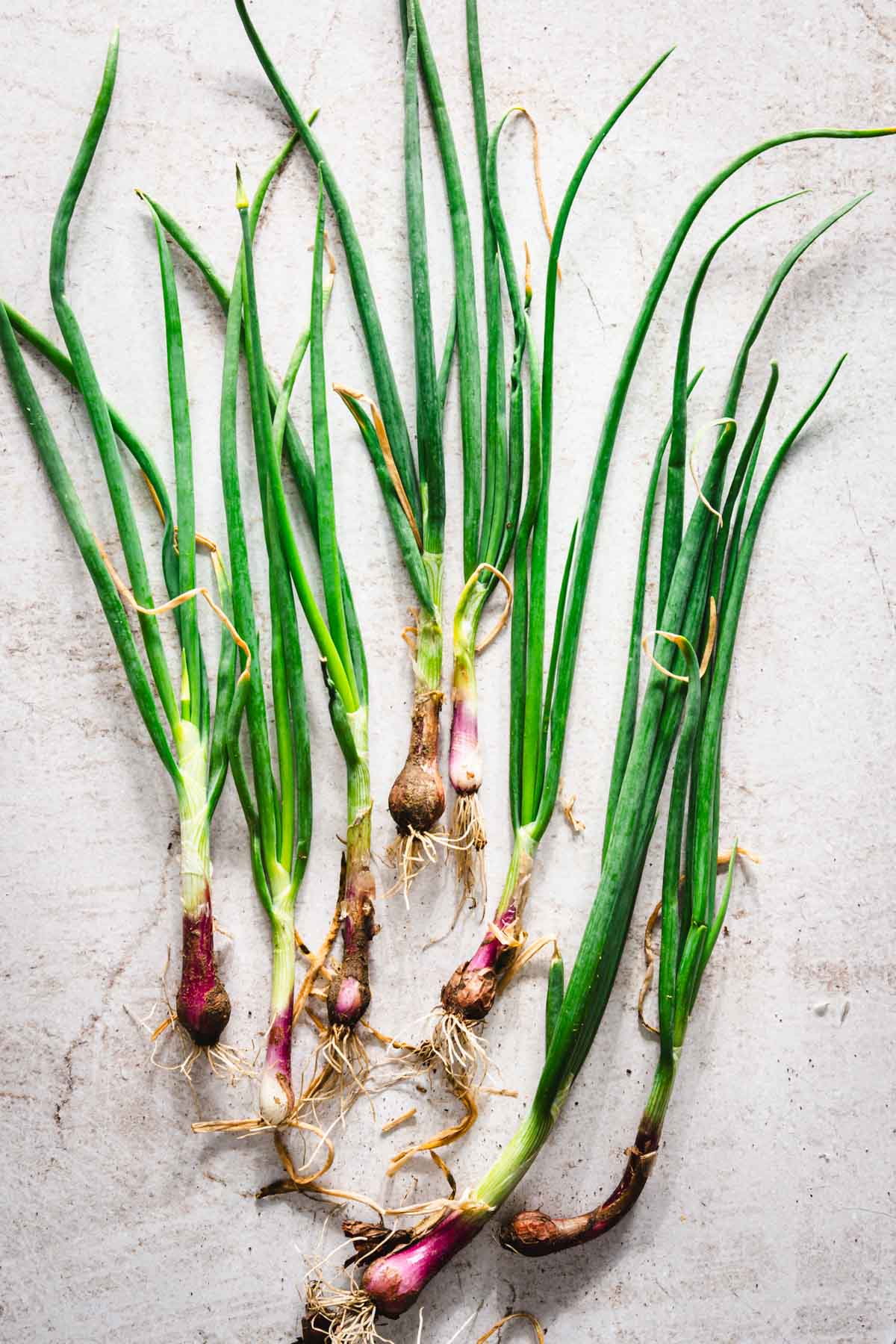 fresh green onions