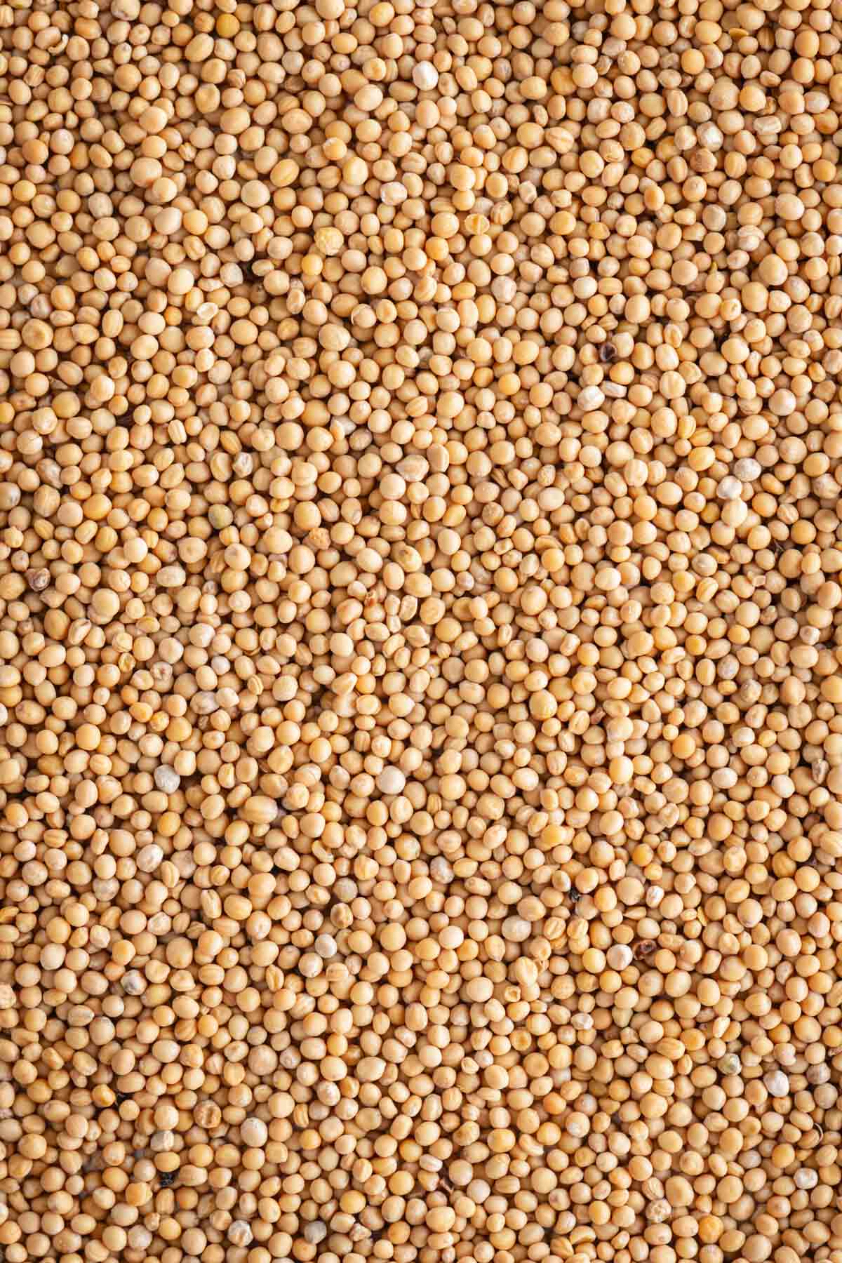 mustard seeds close up