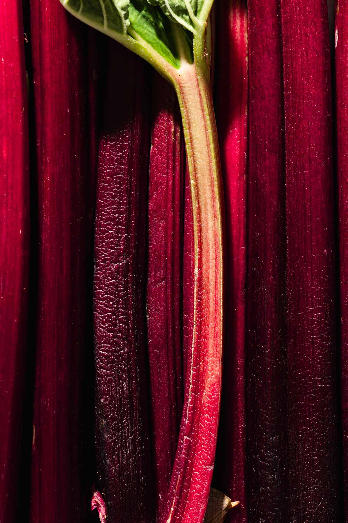 close up of rhubarb stalks
