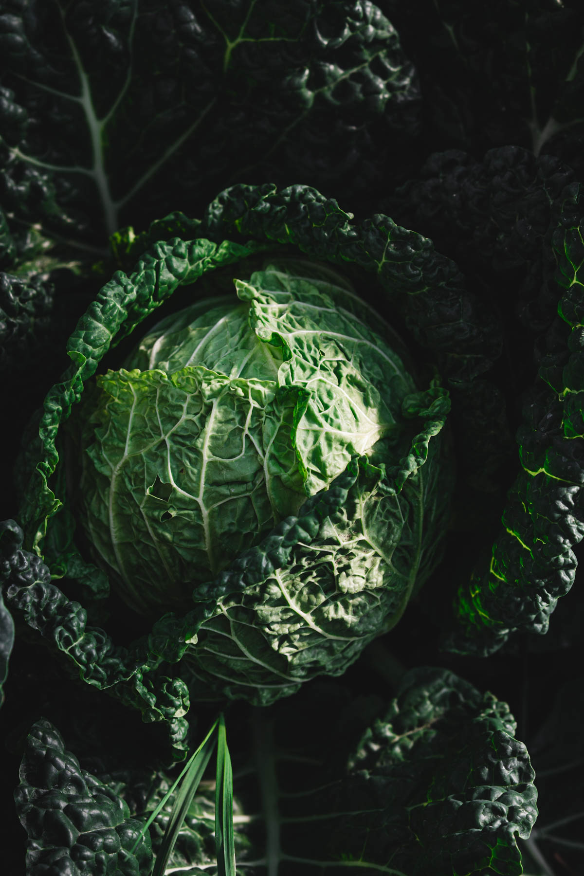savory cabbage